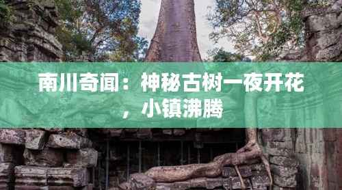南川奇闻：神秘古树一夜开花，小镇沸腾
