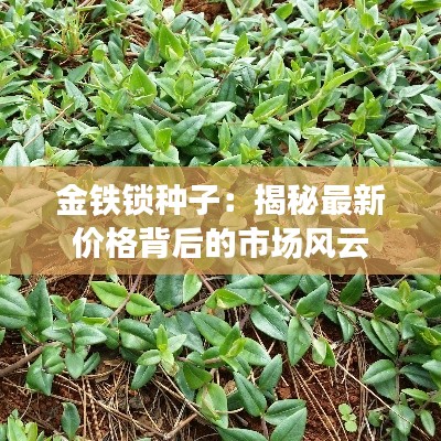 金铁锁种子：揭秘最新价格背后的市场风云