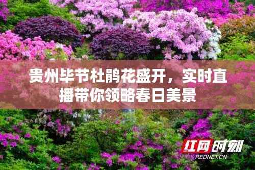 贵州毕节杜鹃花盛开，实时直播带你领略春日美景