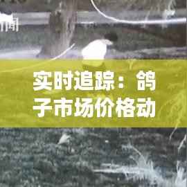 实时追踪：鸽子市场价格动态解析