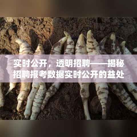 实时公开，透明招聘——揭秘招聘报考数据实时公开的益处与挑战