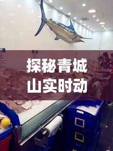 探秘青城山实时动态：自然与人文的和谐交响