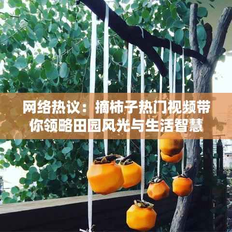网络热议：摘柿子热门视频带你领略田园风光与生活智慧