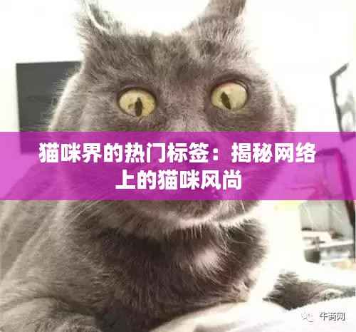 猫咪界的热门标签：揭秘网络上的猫咪风尚