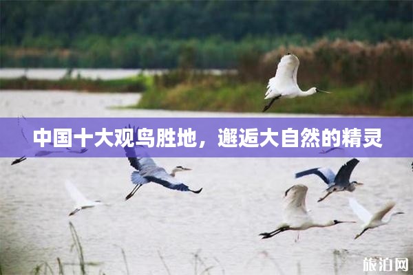 中国十大观鸟胜地，邂逅大自然的精灵