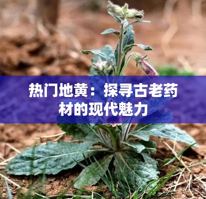 热门地黄：探寻古老药材的现代魅力