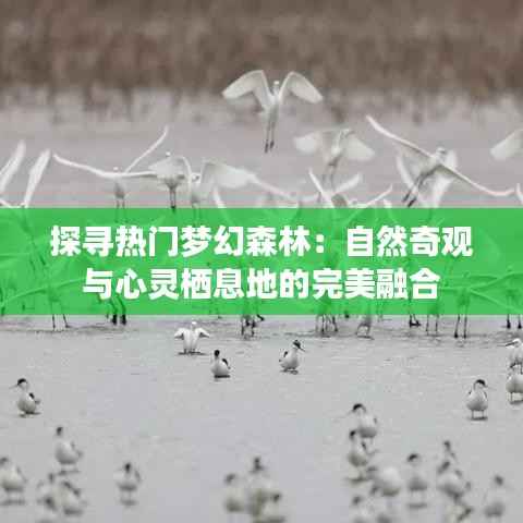 探寻热门梦幻森林：自然奇观与心灵栖息地的完美融合