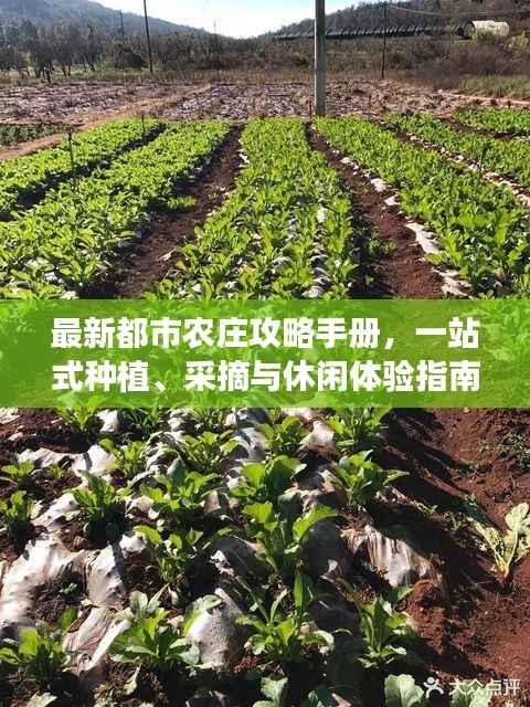最新都市农庄攻略手册，一站式种植、采摘与休闲体验指南