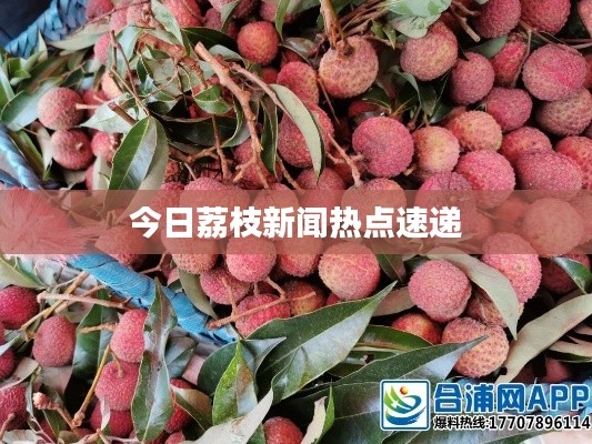 今日荔枝新闻热点速递