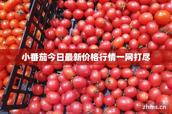 小番茄今日最新价格行情一网打尽