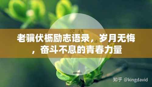 老骥伏枥励志语录，岁月无悔，奋斗不息的青春力量