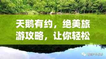 天鹅有约，绝美旅游攻略，让你轻松畅游胜地！