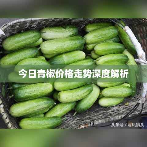 今日青椒价格走势深度解析
