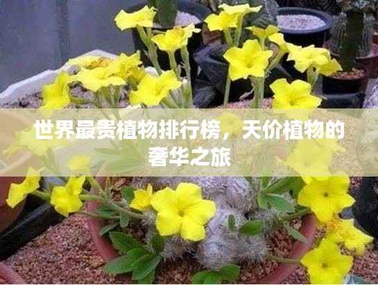 世界最贵植物排行榜，天价植物的奢华之旅