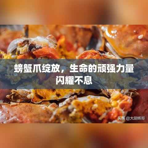 螃蟹爪绽放，生命的顽强力量闪耀不息