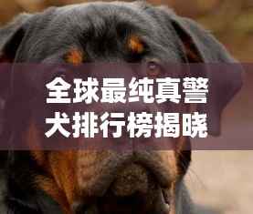 全球最纯真警犬排行榜揭晓！