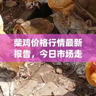 柴鸡价格行情最新报告，今日市场走势分析