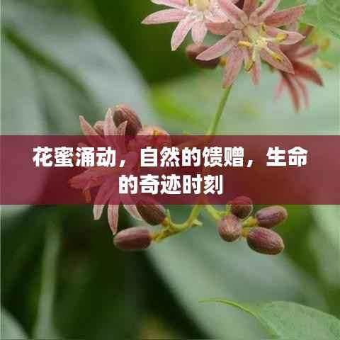 花蜜涌动，自然的馈赠，生命的奇迹时刻