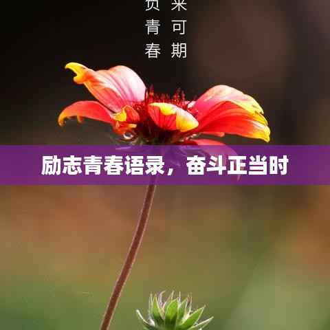 励志青春语录，奋斗正当时
