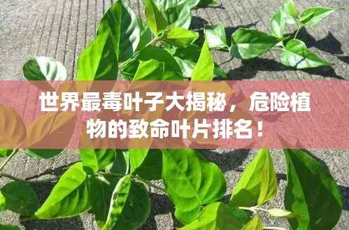 世界最毒叶子大揭秘，危险植物的致命叶片排名！