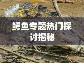 鳄鱼专题热门探讨揭秘