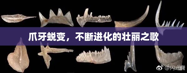 爪牙蜕变，不断进化的壮丽之歌