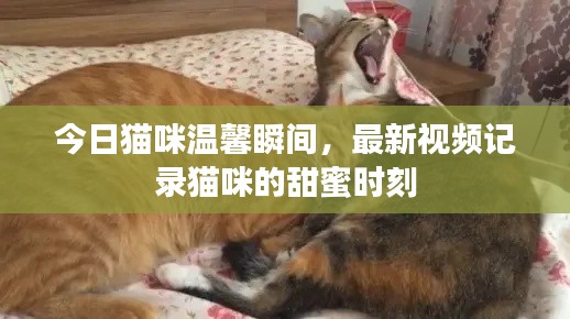 今日猫咪温馨瞬间，最新视频记录猫咪的甜蜜时刻