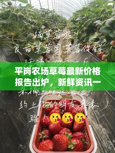 平岗农场草莓最新价格报告出炉，新鲜资讯一网打尽！