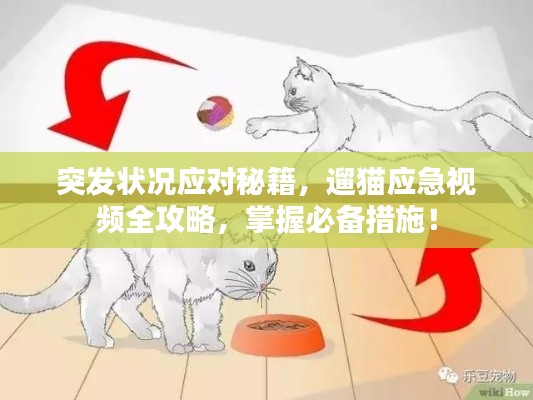 突发状况应对秘籍，遛猫应急视频全攻略，掌握必备措施！