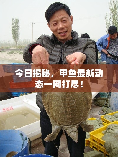 今日揭秘，甲鱼最新动态一网打尽！