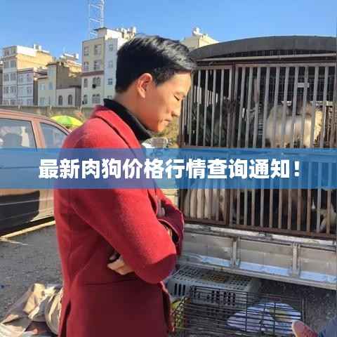 最新肉狗价格行情查询通知！