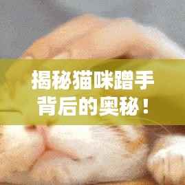 揭秘猫咪蹭手背后的奥秘！
