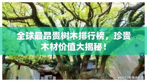 全球最昂贵树木排行榜，珍贵木材价值大揭秘！