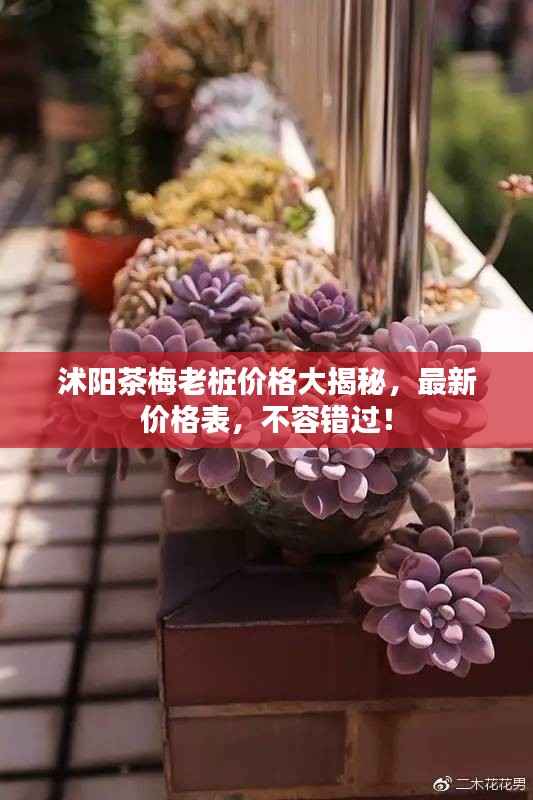 沭阳茶梅老桩价格大揭秘，最新价格表，不容错过！